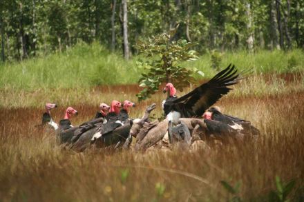 Critically endangered vultures feeding at a ‘vulture restaurant’ set up to assess their numbers. Credit J P Delphal WWF Cambodia