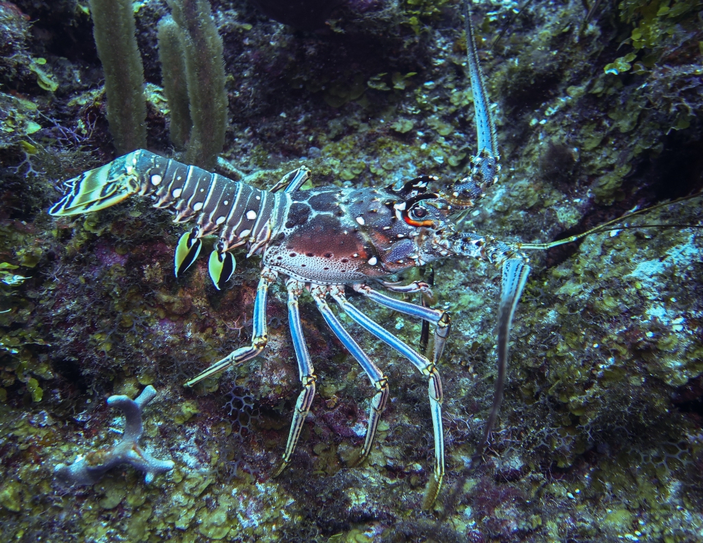 Belize 22-014 Spiny lobster is the most important fishery and the largest seafood export for Belize, Credit - Alex Tewfik