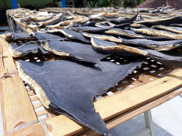 Indonesia 22-008 Dried fin on Muncar, Java, Credit - Benaya Simeon (WCS-IP2)