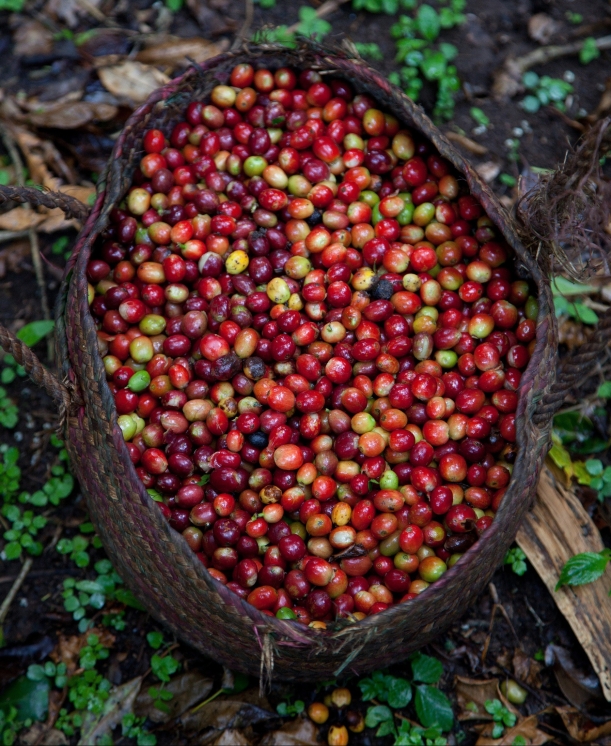 Ethiopia 19-025 Basket of ripe coffee cherries picked off mountain forest plots cleared for coffee cultivation, Credit - Sheko Woreda, SNNPR