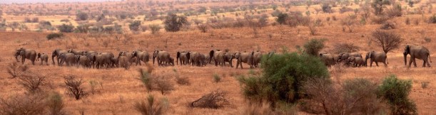 Mali 23-022, Elephants Pans 8x10_1, Credit - Carlton Ward Photography