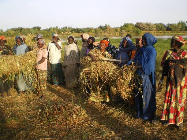 Mali 23-022, Womens association harvesting medicinale plants, Credit - WILD Foundation